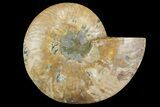 Cut & Polished Ammonite Fossil (Half) - Madagascar #157946-1